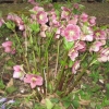 more Christmas Roses