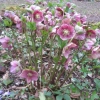 even more Christmas Roses