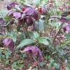purple ones this time