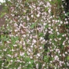 Beautifully perfumed Daphnia by the front door