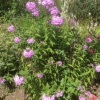 Phlox