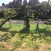 Dead Apple tree
