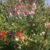 Sweet peas