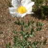 White poppy