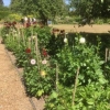 Dahlias