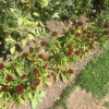 Border plants