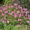Geraniums?