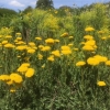 Achillea