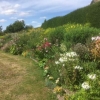 Herbaceous border