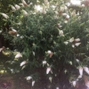 White buddlea