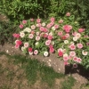 Everlasting daisies