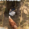 More chickens