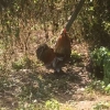 Beautiful cockerel
