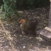 Little hen