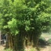 Bamboos again
