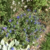 Blue something ??