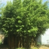 Bamboo