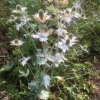 Sea Holly