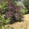 Colourful shrubs
