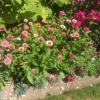 Astrantia and others