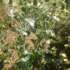 Sea Holly
