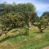 Architectural dead Apple tree