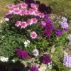 Beautiful mixed pot