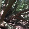 Multi-stemmed Cupressus