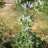 Sea Holly