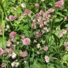 Astrantia