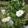 White poppies