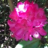 Azalea