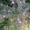 Beautiful shrub rose