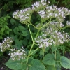 Hydrangea ???