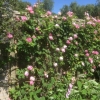 Rambling rose