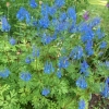 Beautiful blue ???