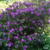 Azalea ??