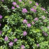 Azalea