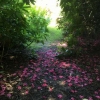 Petals on the ground