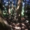 Underneath the Cupressus