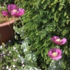 More poppies
