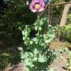 Lone poppy