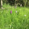 Orchids by the pond