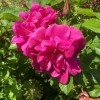 Lovely red rose