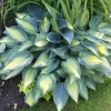 Hosta