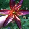 Beautiful Orchid