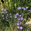 Canterbury Bells (campanula)