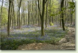 bluebells3