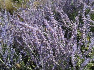 Lavender Lavender