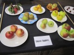 Colourful apples